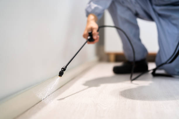 Wasp Removal Services in Rugby, ND