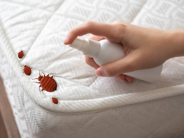 Best Flea Control Services  in Rugby, ND