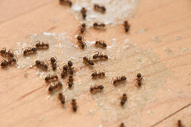 Best Mosquito Control Services  in Rugby, ND