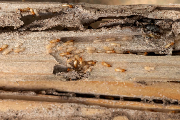 Best Termite Control Services  in Rugby, ND