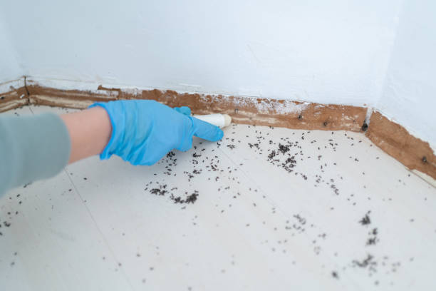 Best Residential Pest Control  in Rugby, ND